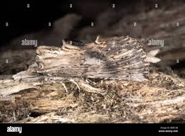 Attēlu rezultāti vaicājumam “Pterostoma palpina”