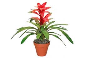 Картинки по запросу гусмания