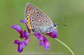 Attēlu rezultāti vaicājumam “Agrodiaetus amandus”