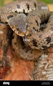 Attēlu rezultāti vaicājumam “Natrix natrix adult”