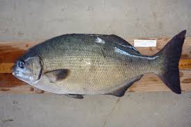 Image result for Kyphosus