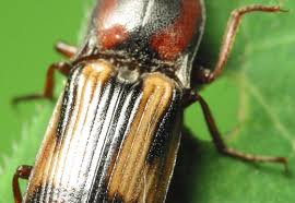 Attēlu rezultāti vaicājumam “Selatosomus cruciatus”