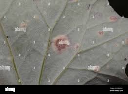 Attēlu rezultāti vaicājumam “Puccinia poarum”