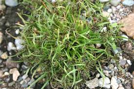 Attēlu rezultāti vaicājumam “Cyperus fuscus fruit”