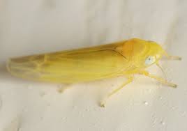 Attēlu rezultāti vaicājumam “Edwardsiana geometrica”