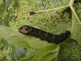 Attēlu rezultāti vaicājumam “Deilephila elpenor larva”