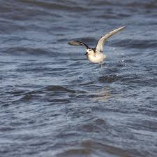 Attēlu rezultāti vaicājumam “Phalaropus fulicarius”