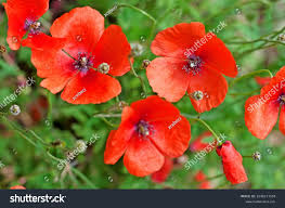 Attēlu rezultāti vaicājumam “Papaver argemone”