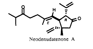 Attēlu rezultāti vaicājumam “Odontoschisma denudatum”