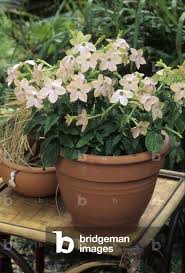 Image result for Nicotiana x sanderae
