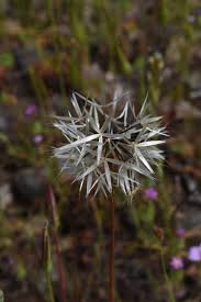Image result for Helichrysum lindleyii