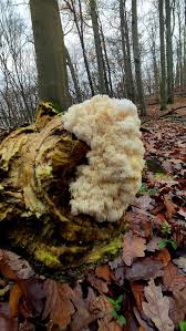 Attēlu rezultāti vaicājumam “Vouauxiomyces santessonii”