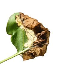 Attēlu rezultāti vaicājumam “Gracillaria syringella larva”