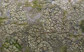 Attēlu rezultāti vaicājumam “Lecanora carpinea”