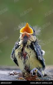 Attēlu rezultāti vaicājumam “Cyanistes caeruleus juvenile”