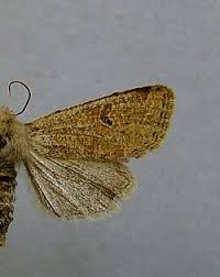 Attēlu rezultāti vaicājumam “Orthosia larvae”