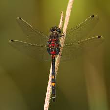 Attēlu rezultāti vaicājumam “Leucorrhinia dubia male”