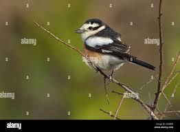 Image result for Lanius nubicus