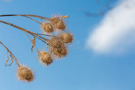 Attēlu rezultāti vaicājumam “Arctium lappa fruit”