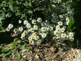 Attēlu rezultāti vaicājumam “Tripleurospermum inodorum flower”