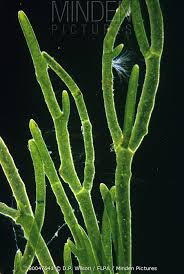 Attēlu rezultāti vaicājumam “Cladophora glomerata”