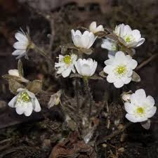 Attēlu rezultāti vaicājumam “Hepatica nobilis fruit”