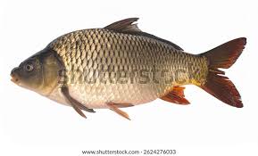 Image result for Carpiodes carpio