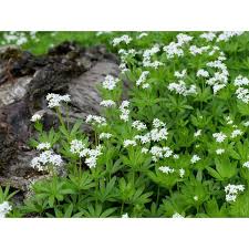 Image result for Galium odoratum