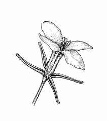 Attēlu rezultāti vaicājumam “Sinapis arvensis flower”