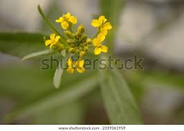 Attēlu rezultāti vaicājumam “Erysimum cheiranthoides flower”