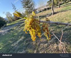 Attēlu rezultāti vaicājumam “Acer negundo male flower”