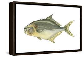 Image result for Trachinotus carolinus