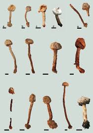 Attēlu rezultāti vaicājumam “Tulostoma fimbriatum”