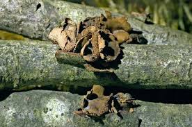 Attēlu rezultāti vaicājumam “Encoelia furfuracea”