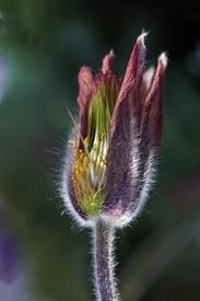 Attēlu rezultāti vaicājumam “Pulsatilla pratensis bud”