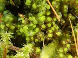 Attēlu rezultāti vaicājumam “Scapania nemorea”