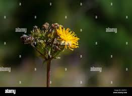 Attēlu rezultāti vaicājumam “Hieracium”