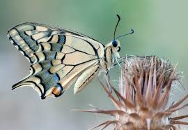 Attēlu rezultāti vaicājumam “Papilio machaon underside”