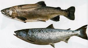Image result for Oncorhynchus kisutch