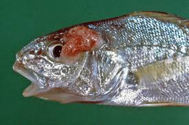 Image result for Micropogonias undulatus