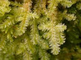 Attēlu rezultāti vaicājumam “Neckera complanata sporophyte”