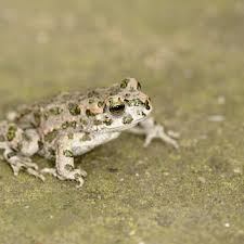 Attēlu rezultāti vaicājumam “Pseudepidalea viridis”