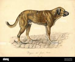 Attēlu rezultāti vaicājumam “Canis lupus familiaris”