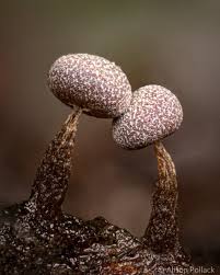 Attēlu rezultāti vaicājumam “Arcyria helvetica macro”