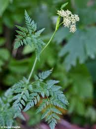 Attēlu rezultāti vaicājumam “Conioselinum tataricum”