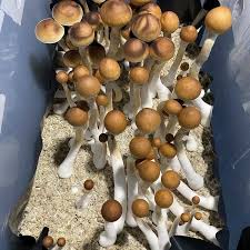 Attēlu rezultāti vaicājumam “Dianema depressum spores”