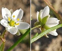 Attēlu rezultāti vaicājumam “Spergula arvensis”