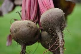 Image result for Beta vulgaris