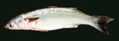 Image result for Mugil curema