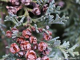 Attēlu rezultāti vaicājumam “Chamaecyparis lawsoniana”